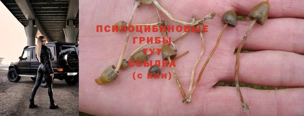 сатива Ростов