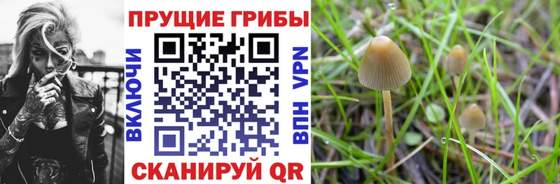 Псилоцибиновые грибы Psilocybe  Светогорск 